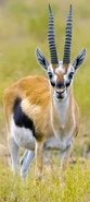 Nathalie the Thomson's Gazelle (Amy Poehler)