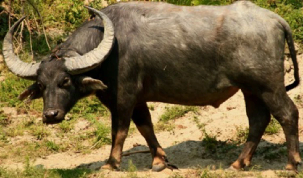 Wild Water Buffalo Zoo tycoon movie Wikia Fandom
