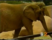 Ruby the African Bush Elephant (Cissy Jones)