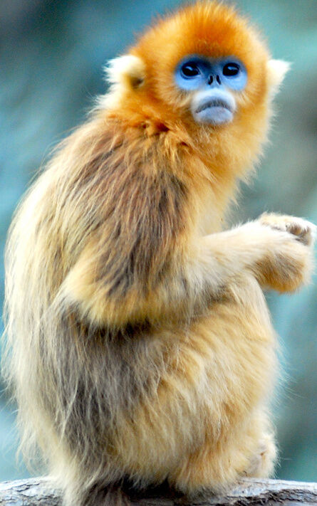 Snub-nosed monkey golden Golden Snub