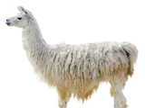 Llama