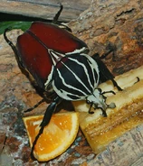 Goliath Beetle