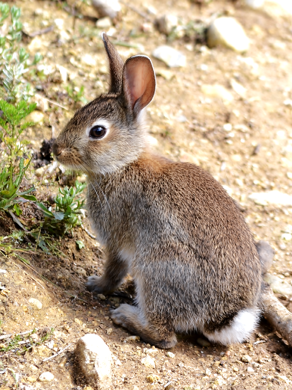 Oryctolagus Rex