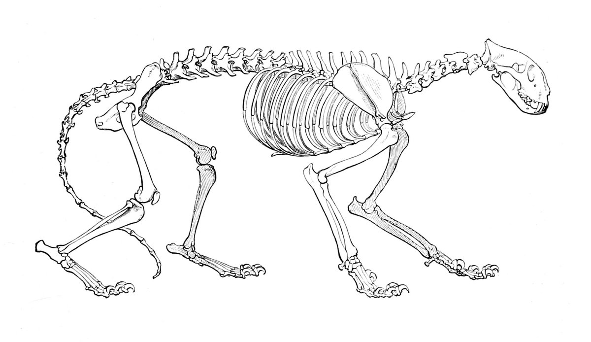 Кошка скелет рисунок