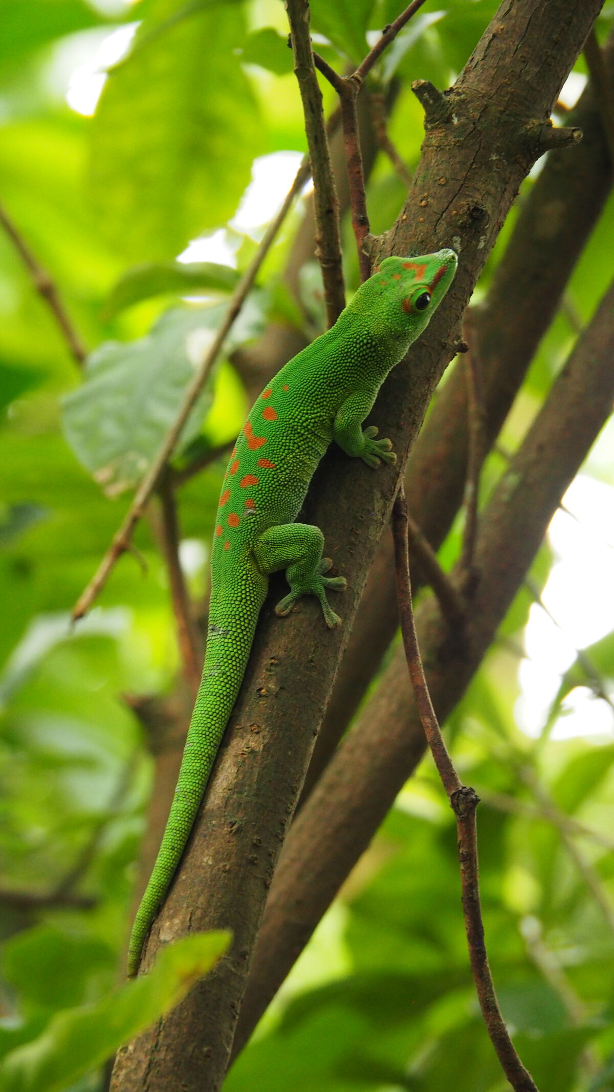 Gecko | Zoo Wiki | Fandom