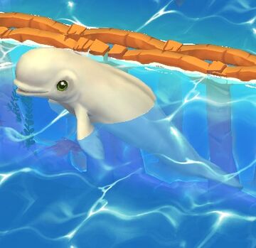Beluga 2. release date new arrivals