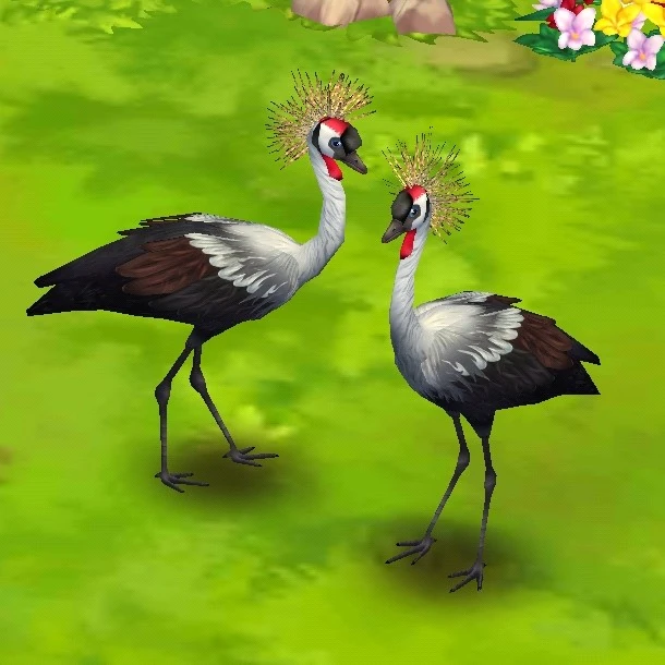 Gray Crowned Crane Zoo 2 Animal Park Wiki Fandom