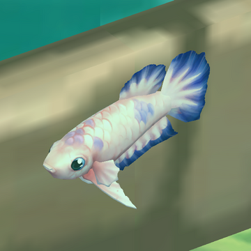 New fighter fish store