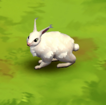 Wild angora rabbit sales