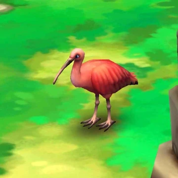 Scarlet Ibis | Zoo 2: Animal Park Wiki | Fandom