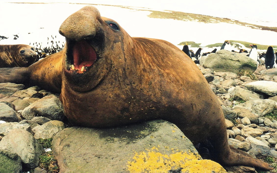 Southern Elephant Seal | Zoo Builder Wiki | Fandom