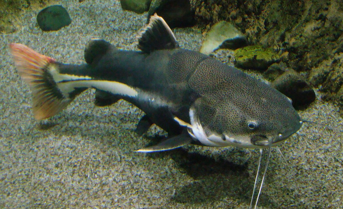 Redtail Catfish, Zoo Builder Wiki
