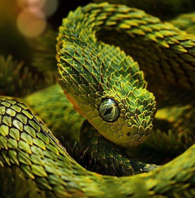 Venomous bush vipers from Africa, 3 species of Atheris snakes in