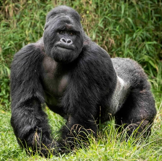 Mountain Gorilla | Zoo Builder Wiki | Fandom