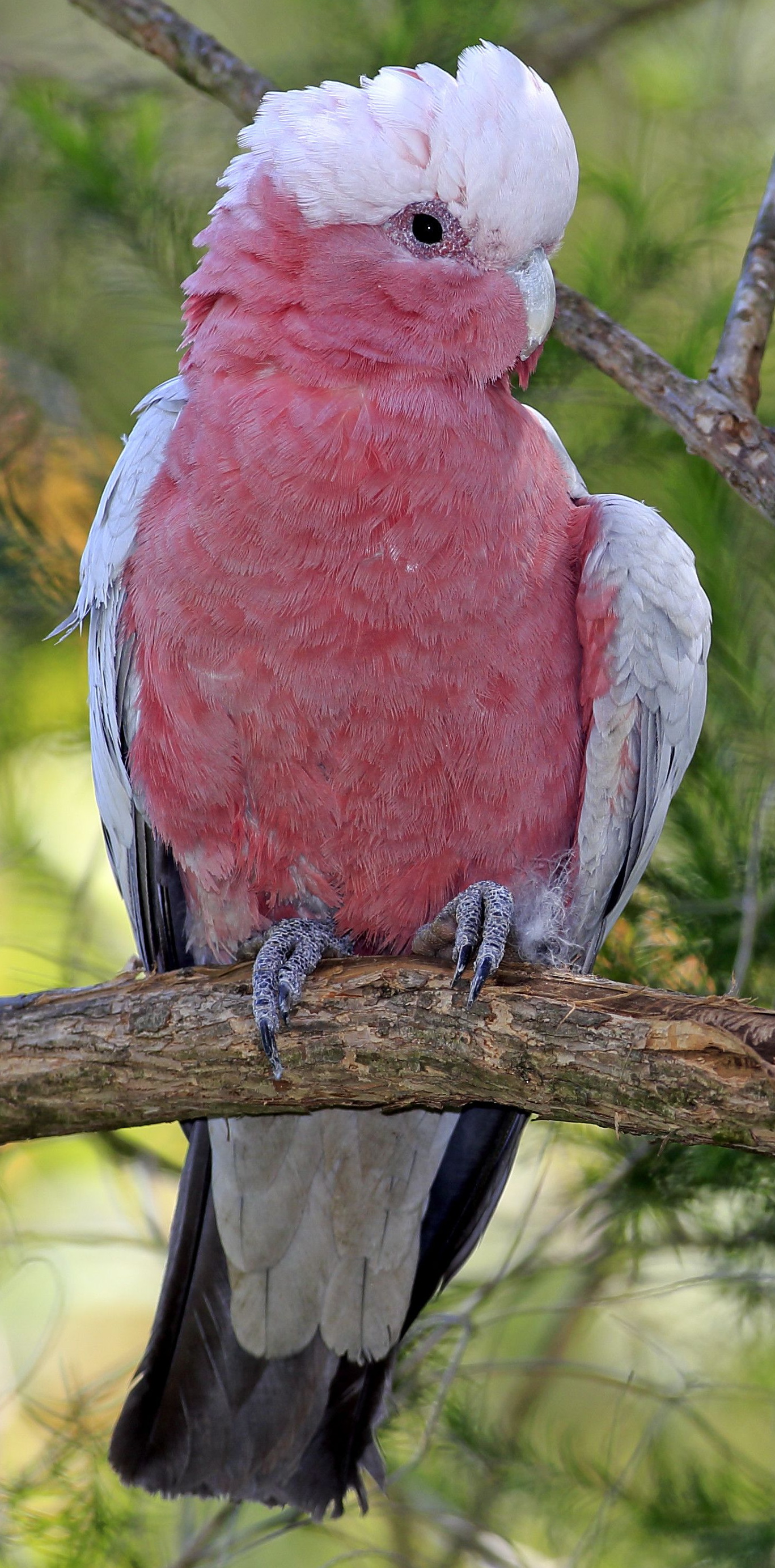 Galah - Wikipedia