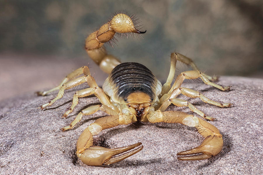 desert hairy scorpion vs bark scorpion