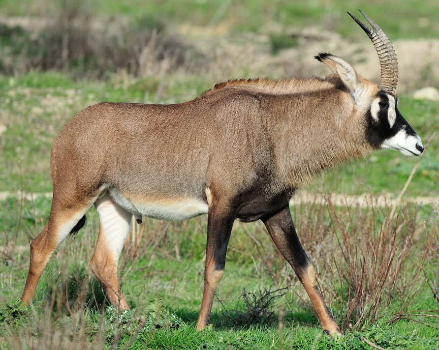 Roan Antelope Zoo Builder Wiki Fandom