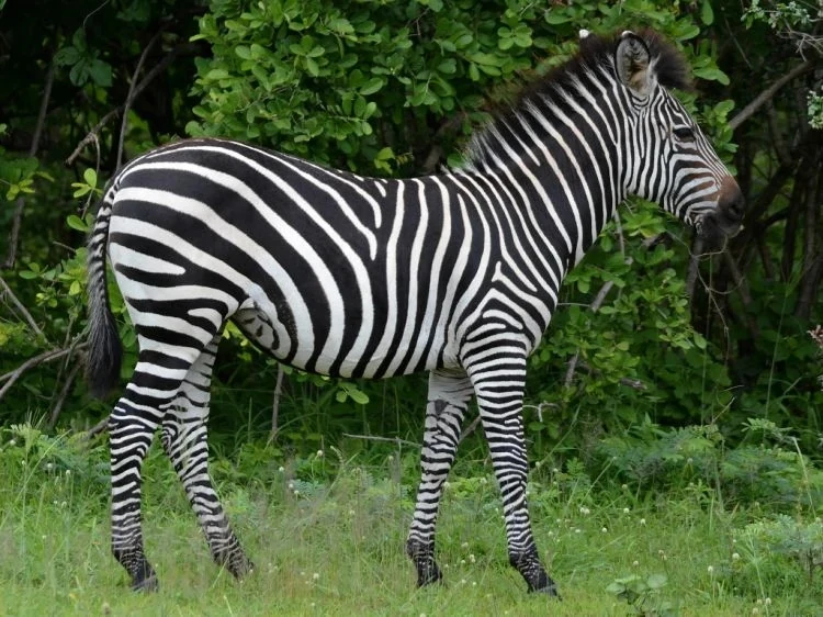 Crawshay's Zebra Zoo Builder Wiki Fandom