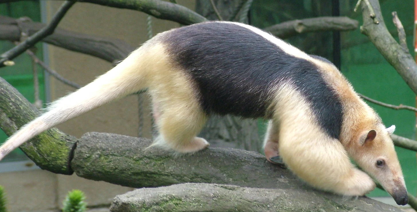 Southern Tamandua and Captain team up for a Super Intimidation