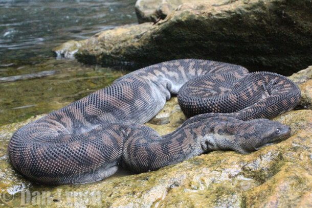 Elephant Trunk Snake | Zoo Builder Wiki | Fandom