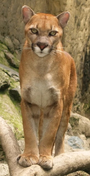 manguera tanque tengo sueño Eastern South American Cougar | Zoo Builder Wiki | Fandom