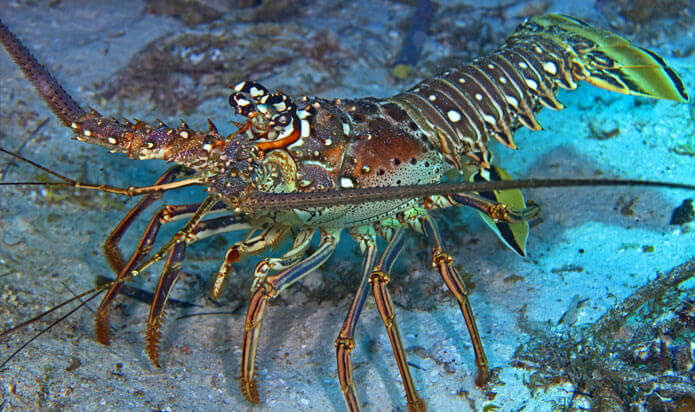 Caribbean Spiny Lobster, Zoo Builder Wiki