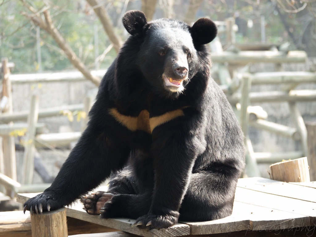 Гималайский медвежонок. Гималайский белогрудый медведь. Белуджистанский белогрудый медведь. Уссурийский Гималайский медведь. Уссурийский белогрудый медведь.