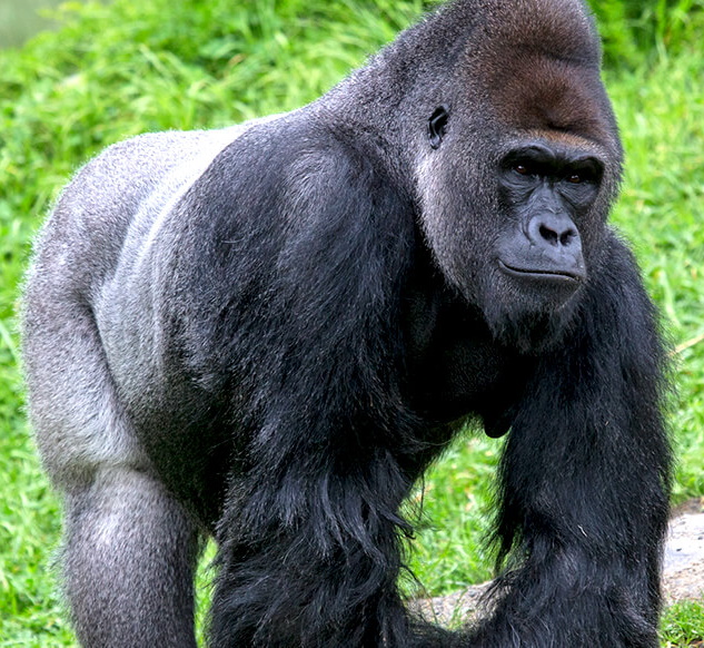 Western Lowland Gorilla | Zoo Builder Wiki | Fandom