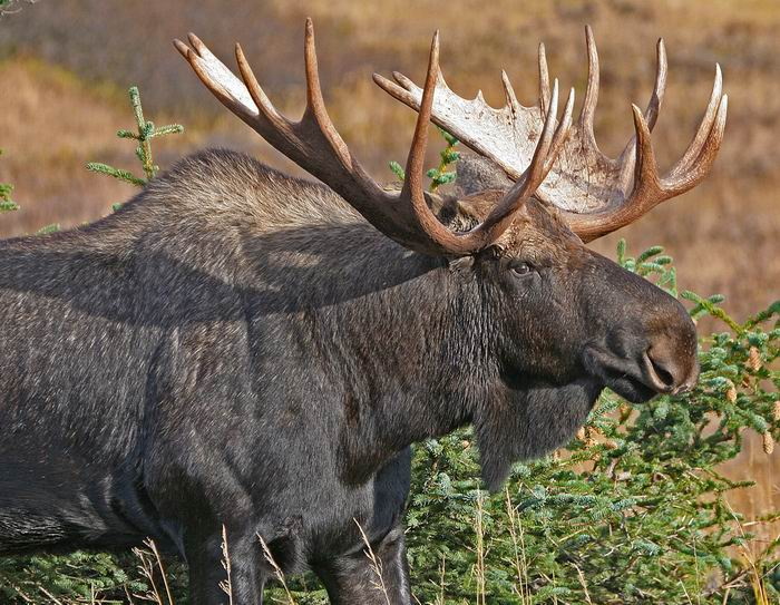 Лось долина. Европейский Лось alces alces. Alces americanus. Лось в Хакасии. Alces americanus в тайге.