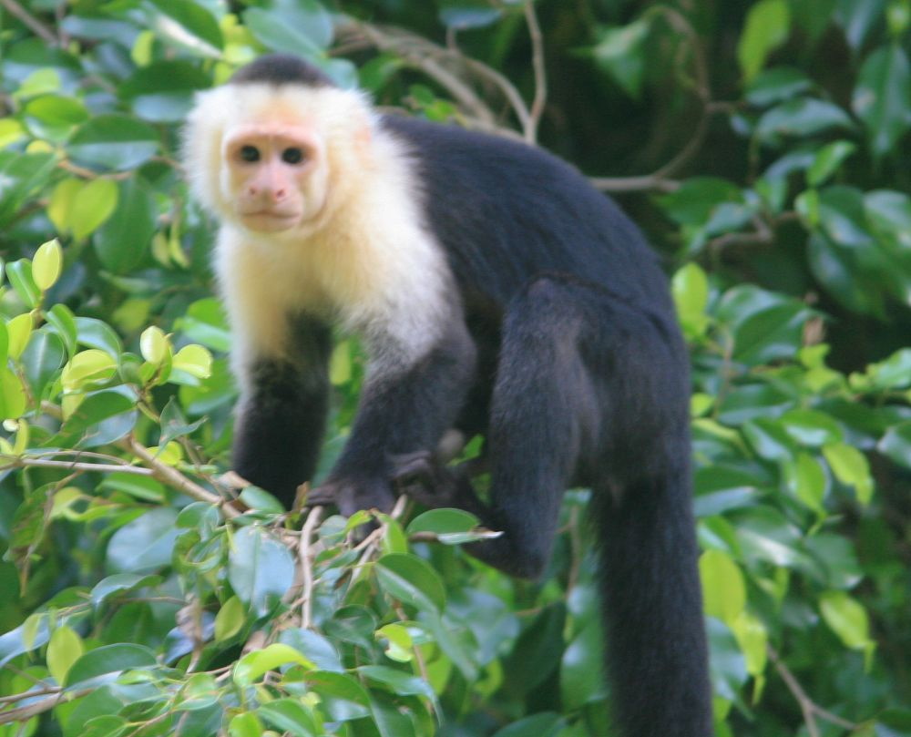 Colombian White Faced Capuchin Zoo Builder Wiki Fandom