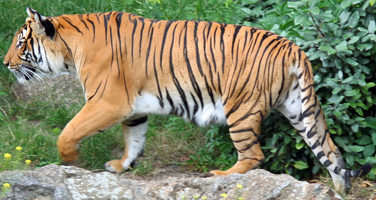 Indochinese Tiger | Zoo Builder Wiki | Fandom