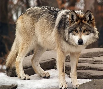 Mexican Wolf | Zoo Builder Wiki | Fandom