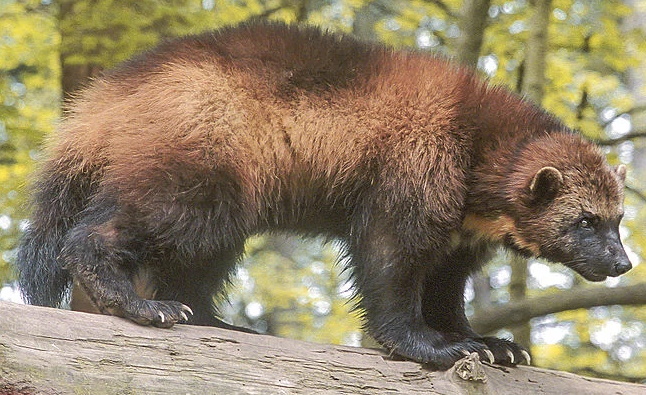 Wolverine | Zoo Builder Wiki | Fandom