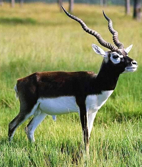 Blackbuck | Zoo Builder Wiki | Fandom