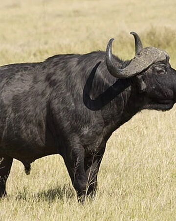 African Cape Buffalo | Zoo Builder | Fandom