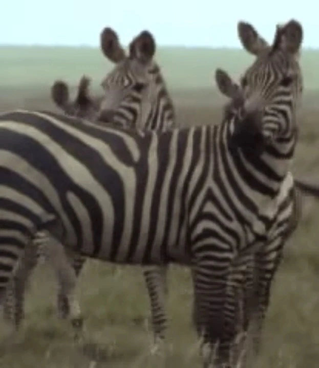 Grant's Zebra Zoo Builder Wiki Fandom