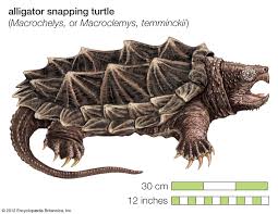Alligator Snapping Turtle | Zooanimalpedia Wiki | Fandom