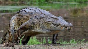 Nile Crocodile | Zooanimalpedia Wiki | Fandom