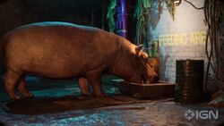 Hippopotamus | ZOOCHOSIS Wiki | Fandom