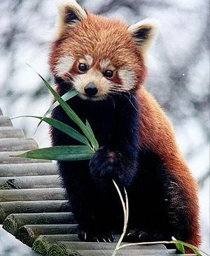 Red Panda | ZooCraft Wiki | Fandom