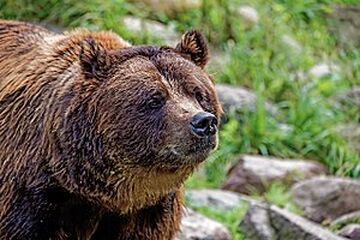 Brown bear - Wikipedia