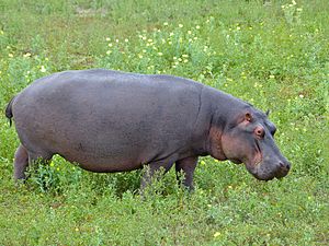 HIPPO GOES OVERSEAS ソノコ7枚セット ヒッポファミリークラブ ヒッポファミリークラブ 7カ国語 多言語教材CD イチロー ソノコ