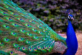 File:Ghi, pettingzoo (escaped peacock - not school pecock!)5.jpg -  Wikimedia Commons