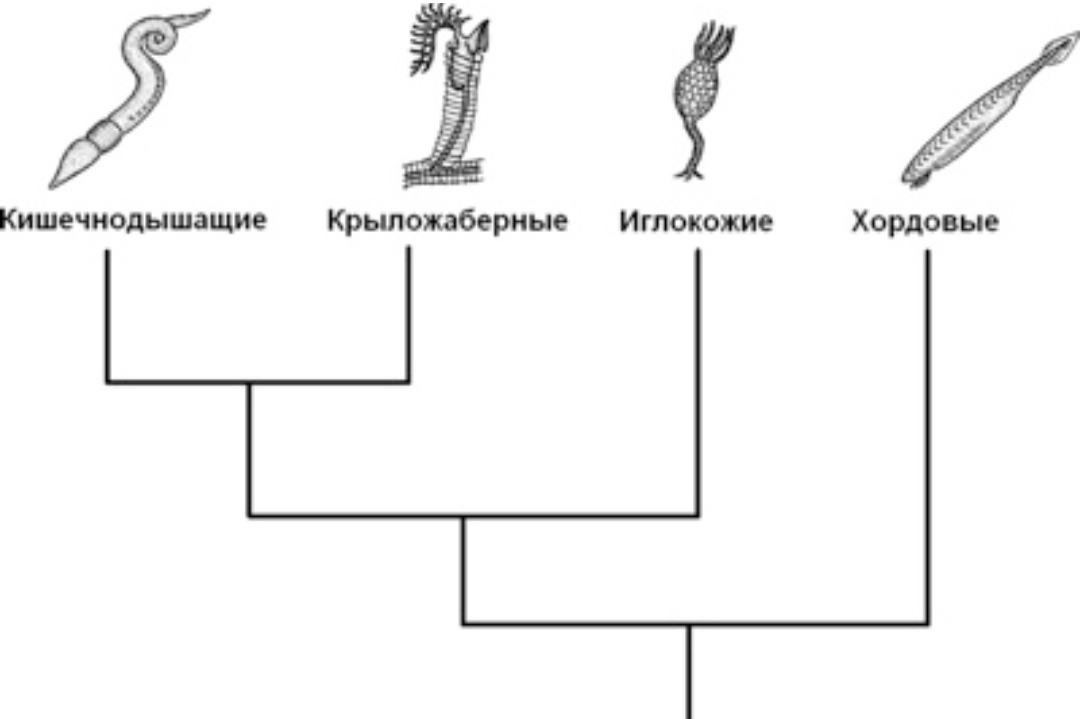 Схема эволюции хордовых животных