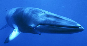 Common minke whale