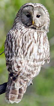 Tawny Owl