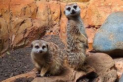 Lincoln Park Zoo - Wikipedia