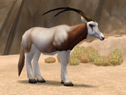 Scimitar Horned Oryx Desert