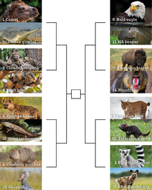 AAP - Bracket Vote Overview