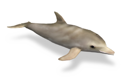 Bottlenose Dolphin | Zoo Tycoon Wiki | Fandom